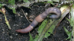 144 Millionen Ernte kommt von Regenwürmern