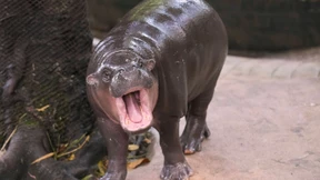 Zwerghippo Moo Deng feiert Geburtstag