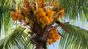 Harte Schale, weißer Kern