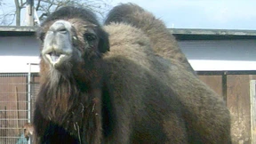 Entlaufene Kamele lösen Polizeieinsatz aus