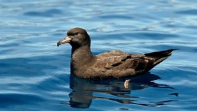 Forscher entdecken durch Plastik verursachte Krankheit bei Seevögeln