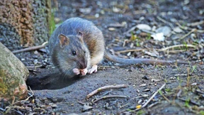 Eine Woche Schulung für Ratten- und Mäuseköder