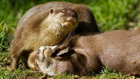 Warum spielen Otter mit Steinen?