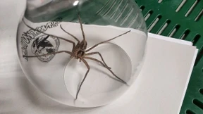 Giftige Riesenkrabbenspinne in Bananenkiste entdeckt