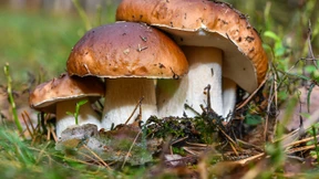 Was man beim Pilzesammeln beachten sollte