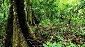 Vier Touristen im Dschungel von Guatemala verschwunden