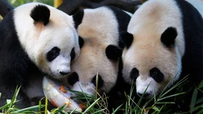 Panda-Drillinge feiern Geburtstag