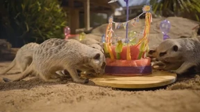 ...und weg ist die Torte