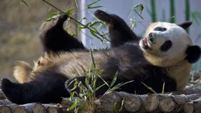 Pandas erobern China zurück