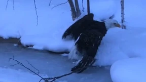 Weißkopfadler im Eis gefangen