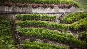 Vielfalt aus Deutschlands Weinbauregionen