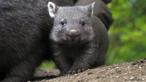 Wombat-Nachwuchs zeigt sich im Zoo Hannover