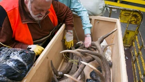 Wie ein Hirsch durch den Frankfurter Zoll kommt