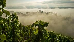 Neuer Schädling, neue Trauben