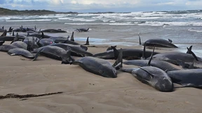 Dutzende Kleine Schwertwale in Australien werden eingeschläfert