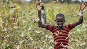 Weltweite Heuschreckenplagen