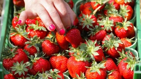 Erdbeeren ernten mit viel weniger Händen als sonst