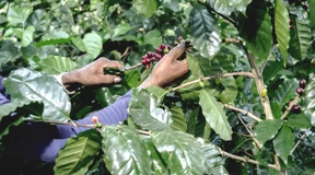 Könnte auch Kaffee bald knapp werden?