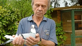 Umstrittener Heimflug um die Wette