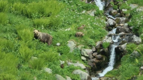 Abermals Angriffe von Braunbären in der Slowakei