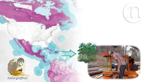 Wie der Welthandel die Tierwelt bedroht