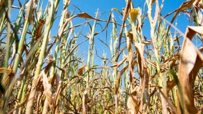 Landwirtschaft im Zeichen des Klimawandels