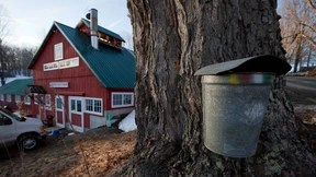Orgien im  Zuckerschuppen