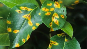 Pilzbefall, der mit dem Regen kommt