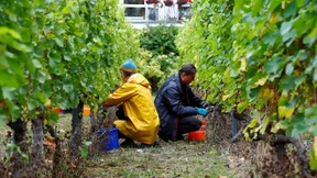 Weinlese im Prenzlauer Berg
