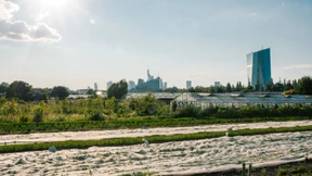 Mit grünem Stahl unter Grüne-Soße-Feldern