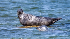 Robbe dringt in Hotelzimmer ein und macht es sich bequem