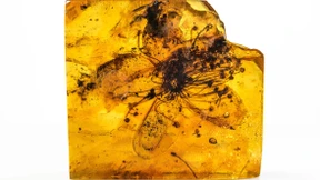 Millionen Jahre alte Blüte in Bernstein neu analysiert