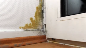 Was tun bei Schimmel?