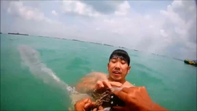 Delfin von Schwimmern gerettet