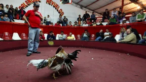 Mehrere Tote in Hahnenkampfarena