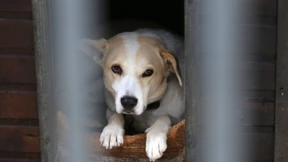 Auch bei Hunden gibt es Optimisten und Pessimisten