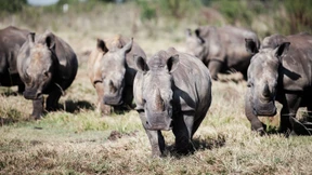 Naturschützer kaufen weltgrößtes Nashornzuchtprojekt