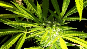 Früheres Hotel fast vollständig zu Cannabis-Plantage umgebaut