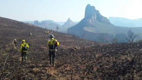 Der Regenwald steht in Flammen