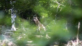 Kaum erkannt, schon weggerannt