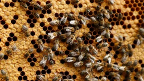 Mehr als ein Tier, ein Wunder!