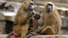 Dürfen Affen im Zoo getötet werden?