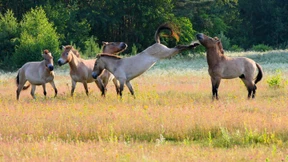 Urwildpferde-Hengst Fury nach Gießen umgesiedelt