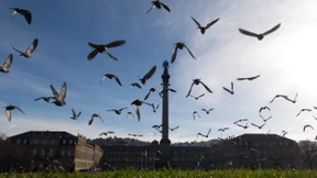 Ein Herz für Tauben