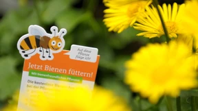 App zu bienenfreundlichen Pflanzen