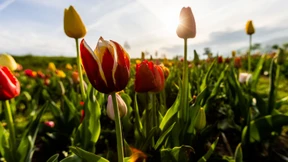 Freundliches Frühlingswetter zu Ostern