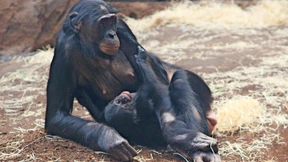 Freude über ein Baby bei den Bonobos