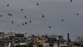 Massensterben von Zugvögeln in Griechenland