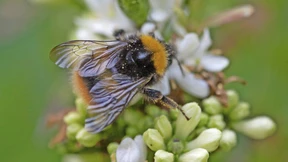 Darauf fliegen die Bienen
