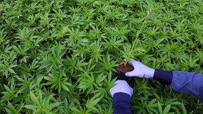 Sind die Cannabis-Pläne der Ampel rechtswidrig?